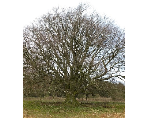 ancient_trees