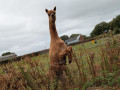 davehow1